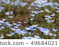 Nemophila flower 49684021