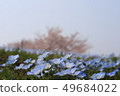 Nemophila and sakura 49684022