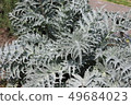 Artichoke leaves 49684023
