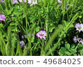 Astragalus flowers 49684025
