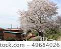 Cherry blossoms on the bank 49684026