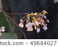 Cherry blossoms in full bloom 49684027