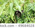Hulashimasou 49684028