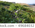 Hamadonkon flowers 49684032