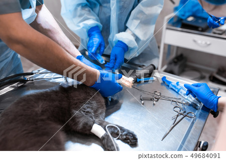 cat under general anesthesia on the operating cat under general anesthesia on the operating 49684091