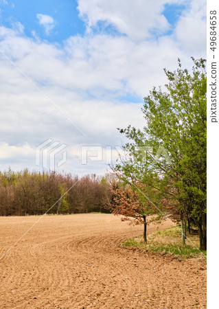 Brown field by forest 49684658