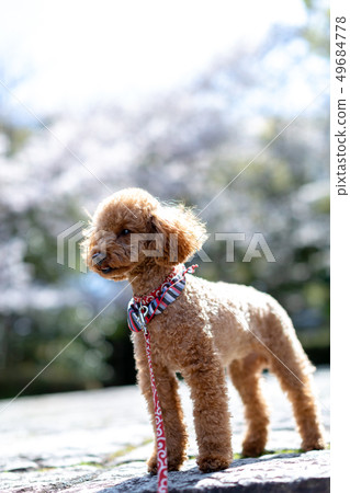 Toy poodle red Toy poodle red 49684778