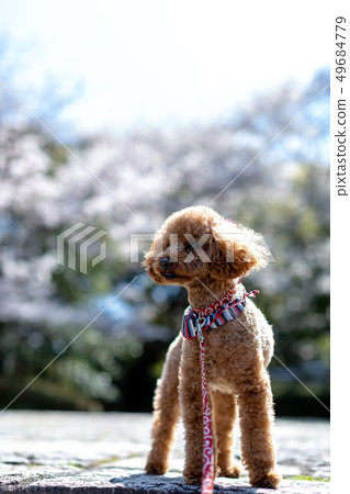 Toy poodle red Toy poodle red 49684779