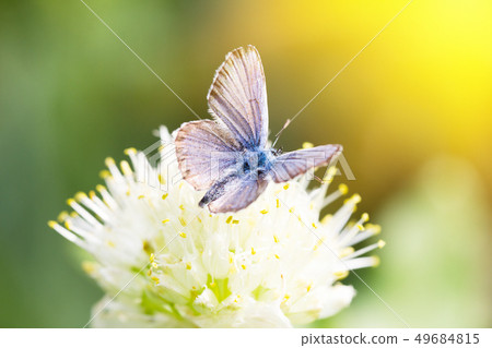 blue butterfly on a flower blue butterfly on a flower 49684815