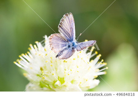 blue butterfly on a flower blue butterfly on a flower 49684818