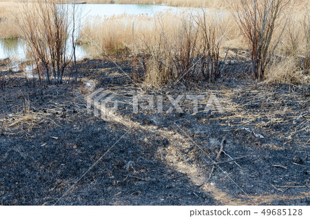 Scorched dry grass and rubbish on ashes 49685128