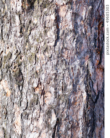 pine bark 49685303