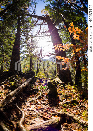 low angle view of autumn trees in kamikochi 49685403