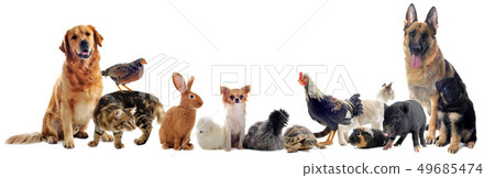 group of pets group of pets 49685474