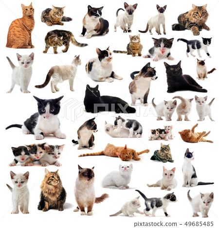 cats in studio 49685485