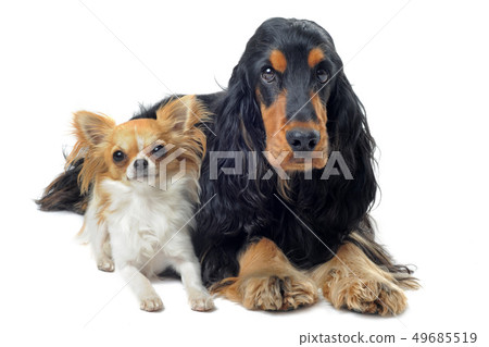 english cocker and chihuahua english cocker and chihuahua 49685519