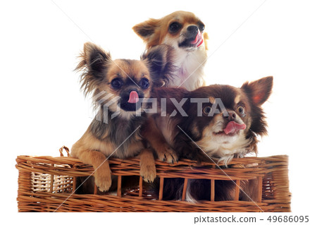 hungry chihuahuas hungry chihuahuas 49686095