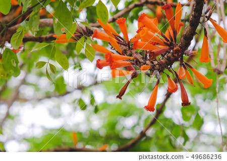 Orange Radermachera ignea flowers or Tree Jasmine Orange Radermachera ignea flowers or Tree Jasmine 49686236