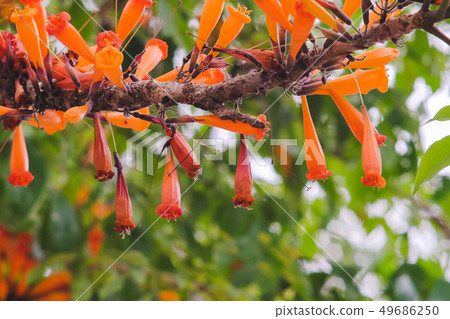 Orange Radermachera ignea flowers or Tree Jasmine 49686250