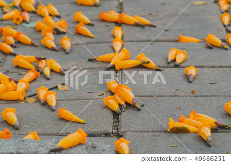 Orange Radermachera ignea flowers or Tree Jasmine 49686251
