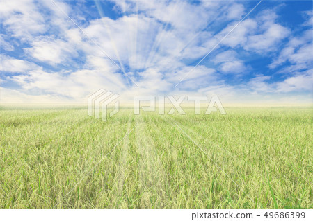 Light ray on sky over rice filed nature Light ray on sky over rice filed nature 49686399