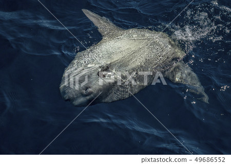 sunfish on sea surface while eating velella sunfish on sea surface while eating velella 49686552
