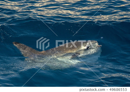 sunfish on sea surface while eating velella 49686553