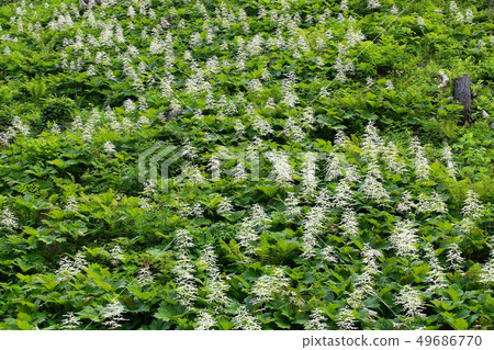 Village of early spring summer 49686770