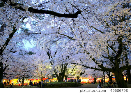 Cherry blossoms at Omiya Park 49686798