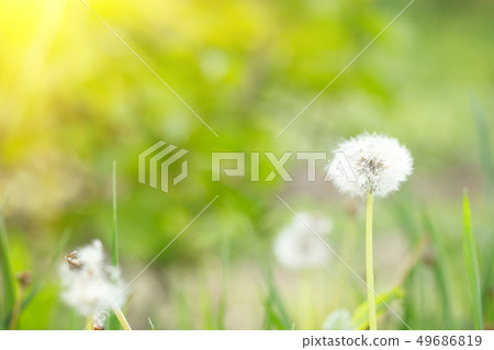 dandelion in the nature with dandelion in the nature with 49686819