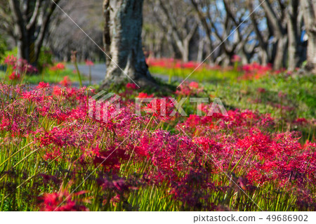 red spider lily announces the autumn equinox red spider lily announces the autumn equinox 49686902