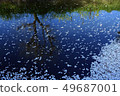 Cherry blossom petals 49687001