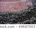 Cherry blossom petals 49687003