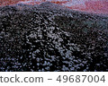 Cherry blossom petals 49687004
