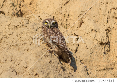 burrowing owl (athene cunicularia) 49687131