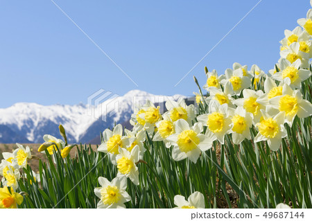 Komagane City Snow Mountain and Narcissus 49687144