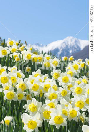 Komagane City Snow Mountain and Narcissus Komagane City Snow Mountain and Narcissus 49687152