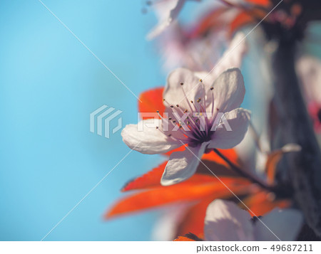 Spring floral concept. Full blooming of apricot 49687211