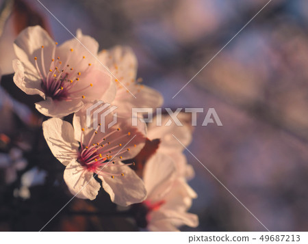 Spring floral concept. Full blooming of apricot Spring floral concept. Full blooming of apricot 49687213