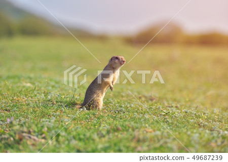 European ground squirrel standing in the grass. European ground squirrel standing in the grass. 49687239