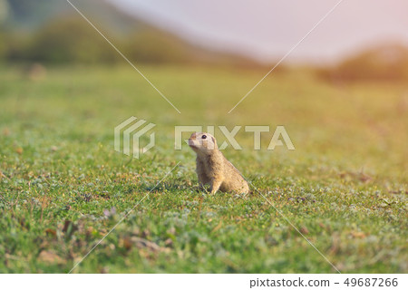 European ground squirrel standing in the grass. 49687266