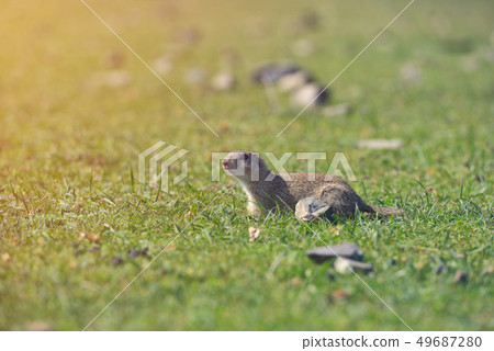 European ground squirrel standing in the grass. 49687280