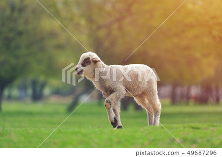 Cute little lambs on fresh spring green meadow Cute little lambs on fresh spring green meadow 49687296