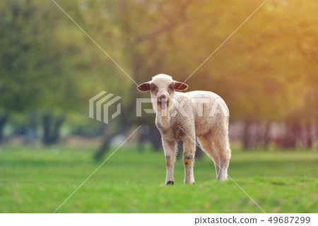 Cute little lambs on fresh spring green meadow 49687299