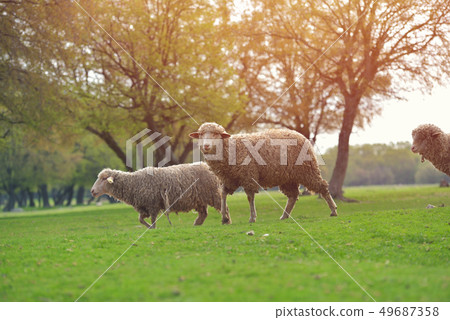 Flock of sheep on fresh spring green meadow during Flock of sheep on fresh spring green meadow during 49687358