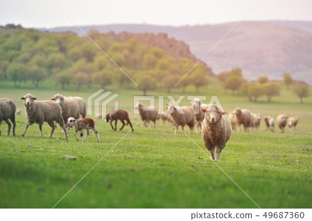 Flock of sheep on fresh spring green meadow during 49687360