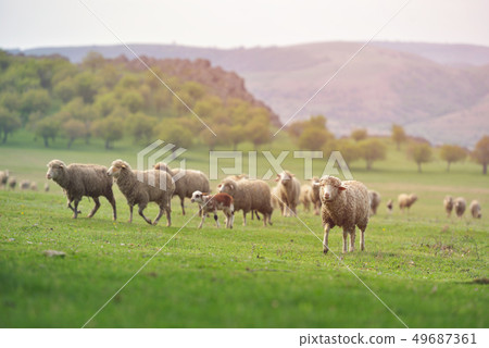 Flock of sheep on fresh spring green meadow during Flock of sheep on fresh spring green meadow during 49687361