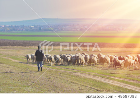 Shepherd and herd of sheep at the sunset with warm Shepherd and herd of sheep at the sunset with warm 49687388