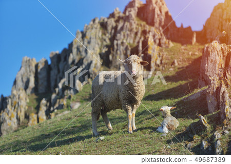 Sheep with new born lamb resting with mountain Sheep with new born lamb resting with mountain 49687389