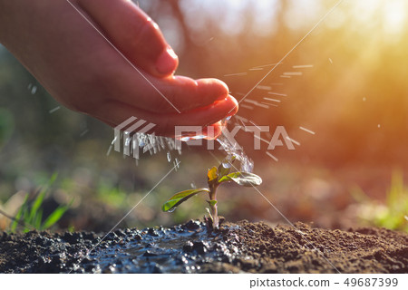 Young farmer watering a young plant growing in 49687399